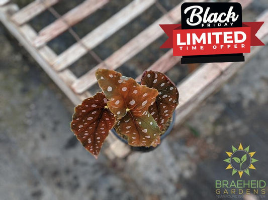 Begonia Maculata - NO SHIP -