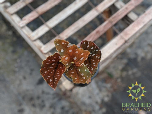 Begonia Maculata - NO SHIP -
