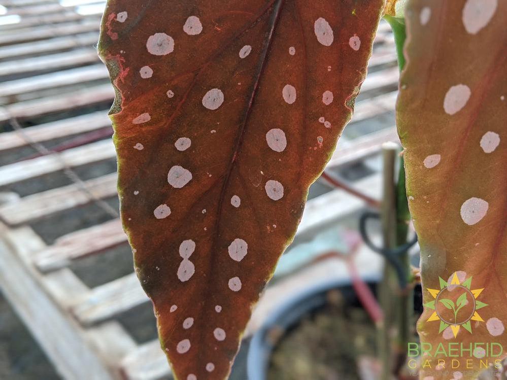 Begonia Maculata - NO SHIP -