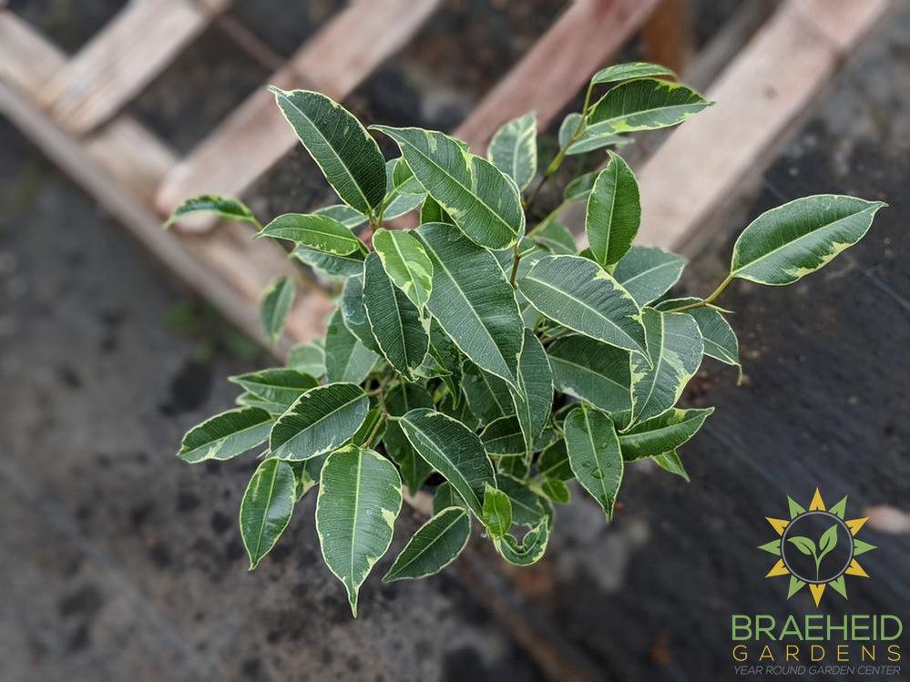 Variegated weeping Ficus Benjamina