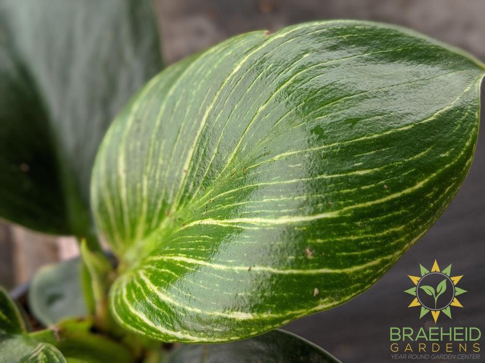 Philodendron Birkin