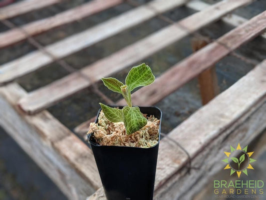 Macodes Sanderiana x Petola Jewel Orchid