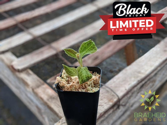 Macodes Sanderiana x Petola Jewel Orchid