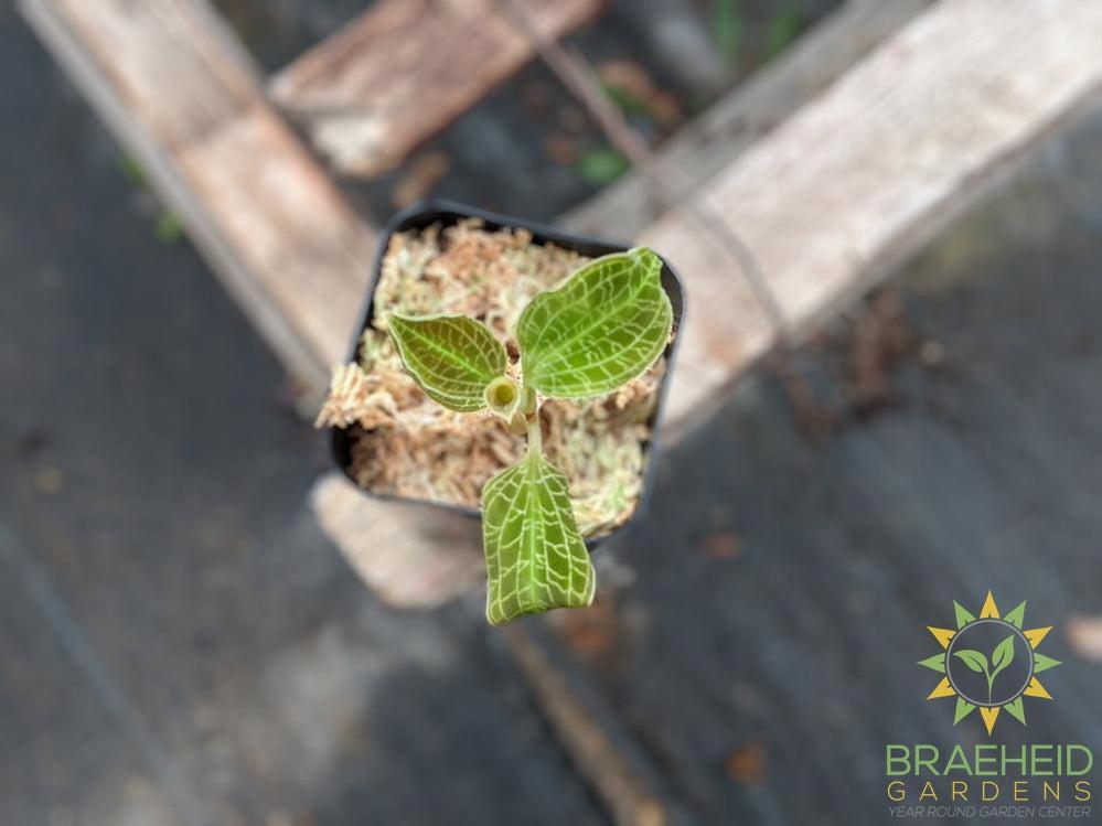 Macodes Sanderiana x Petola Jewel Orchid