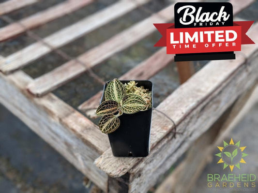 Anoectochilus Koshunesnis x A. Siamensis x "White Center" Jewel Orchid