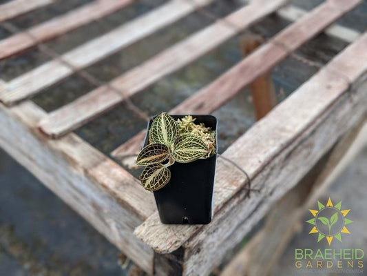 Anoectochilus Koshunesnis x A. Siamensis x "White Center" Jewel Orchid