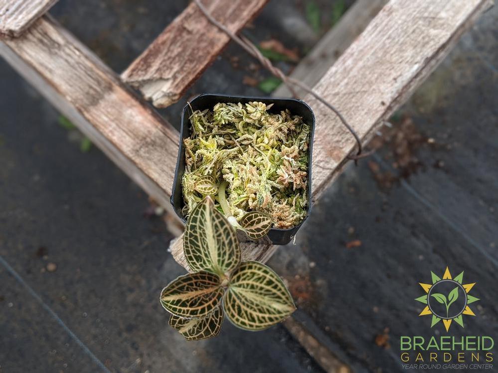 Anoectochilus Koshunesnis x A. Siamensis x "White Center" Jewel Orchid