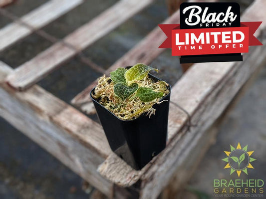 Macodes Petola Thailand x Petola Sarawak Jewel Orchid