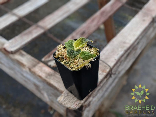 Macodes Petola Thailand x Petola Sarawak Jewel Orchid