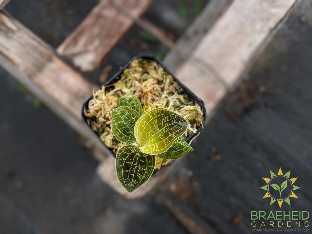 Macodes Petola Thailand x Petola Sarawak Jewel Orchid