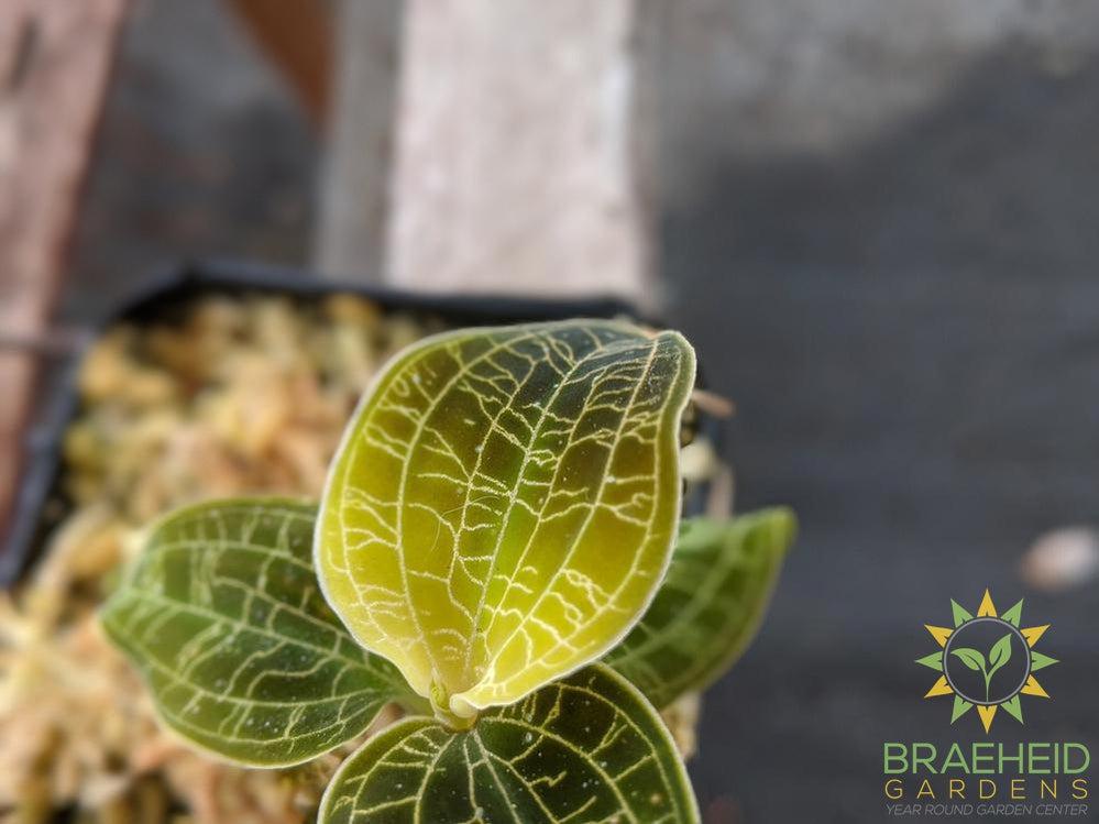 Macodes Petola Thailand x Petola Sarawak Jewel Orchid