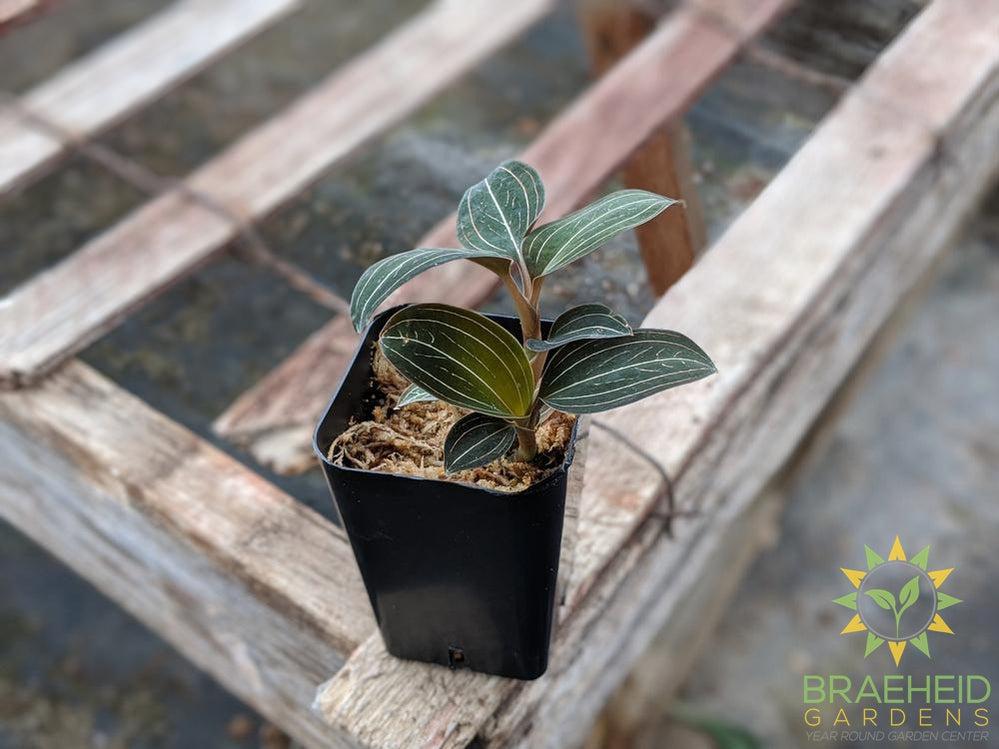 Ludisia Discolor Jewel Orchid