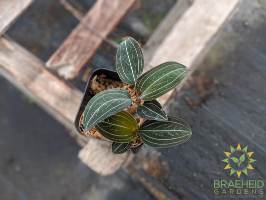 Ludisia Discolor Jewel Orchid