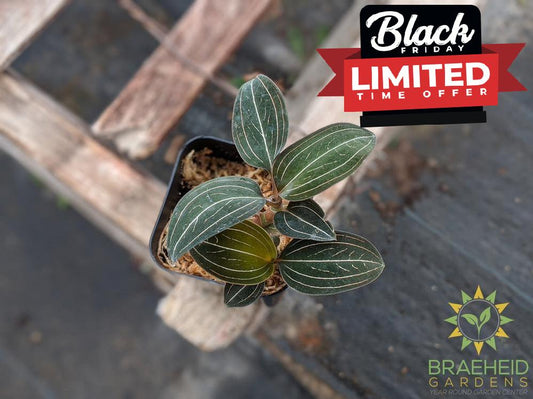 Ludisia Discolor Jewel Orchid