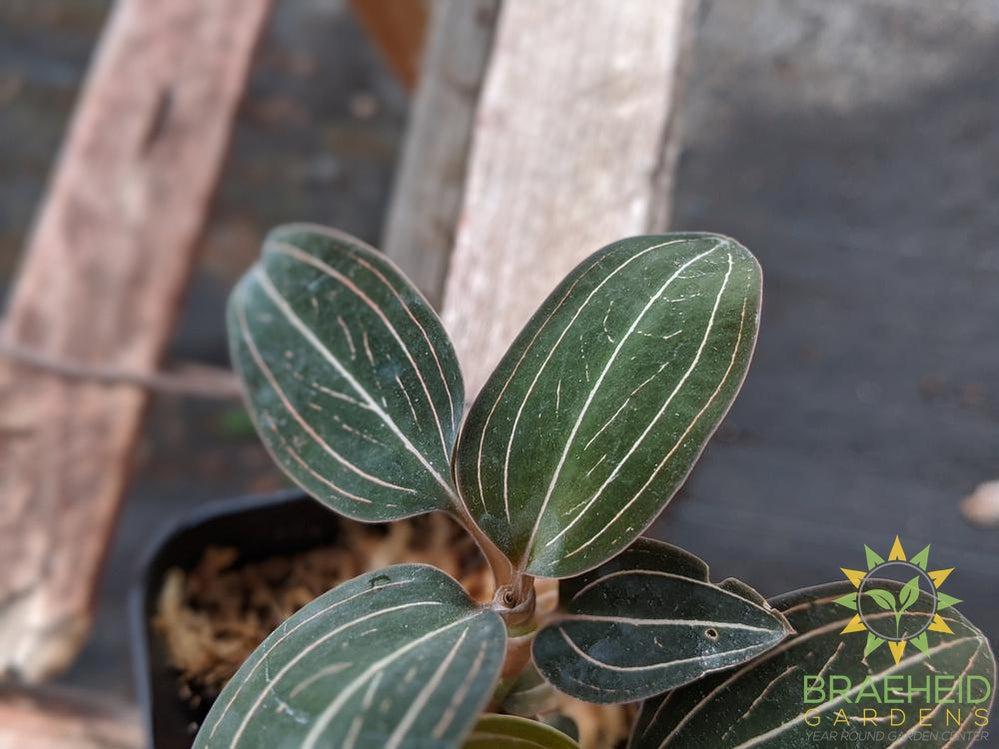 Ludisia Discolor Jewel Orchid