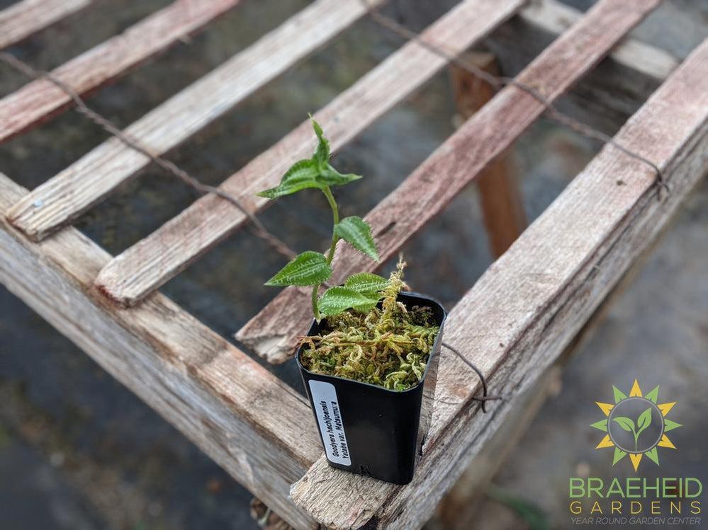 Goodyera Hachijoensis Yatabe Var. Matsumura Jewel Orchid