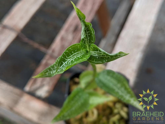 Goodyera Hachijoensis Yatabe Var. Matsumura Jewel Orchid