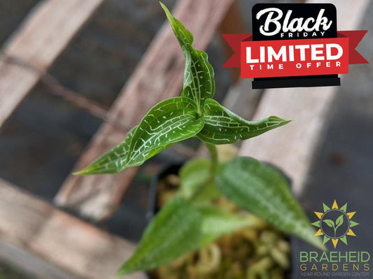 Goodyera Hachijoensis Yatabe Var. Matsumura Jewel Orchid