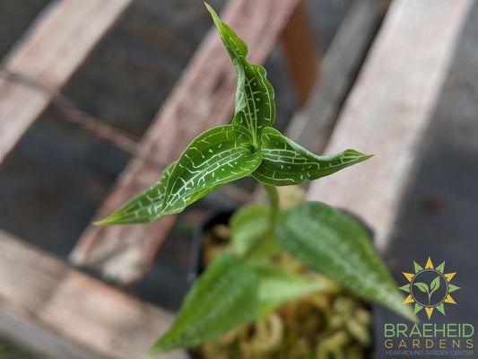 Goodyera Hachijoensis Yatabe Var. Matsumura Jewel Orchid