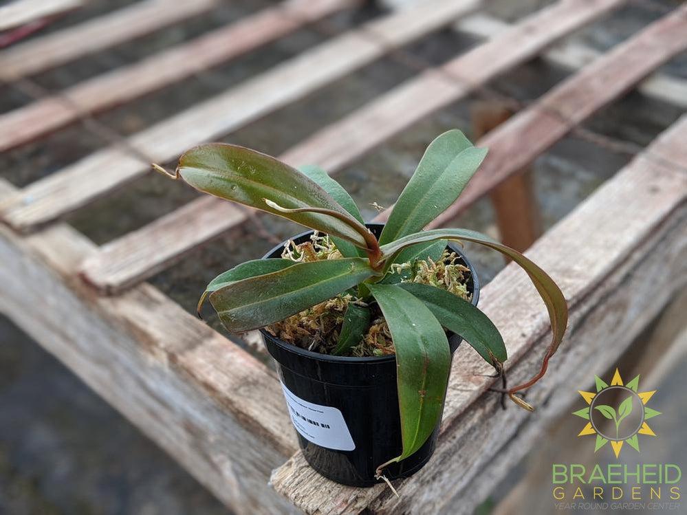 Nepenthes X Rebecca Soper Ventricosa x Ramispina, Highland - Pitcher Plant