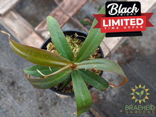 Nepenthes X Rebecca Soper Ventricosa x Ramispina, Highland - Pitcher Plant