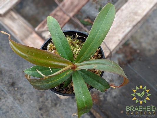 Nepenthes X Rebecca Soper Ventricosa x Ramispina, Highland - Pitcher Plant