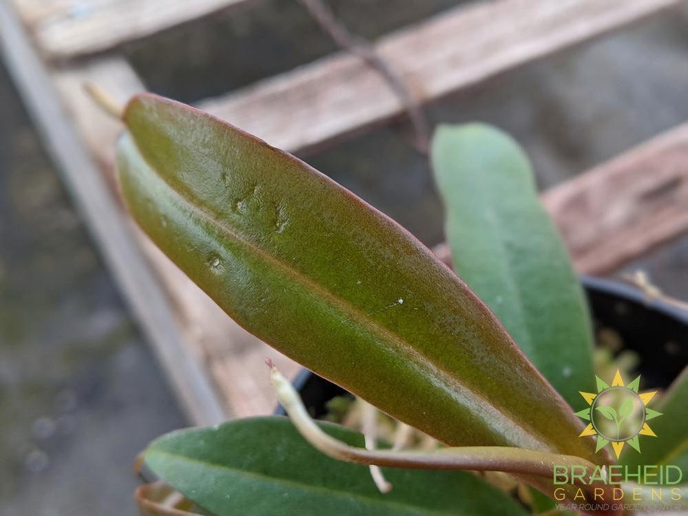 Nepenthes X Rebecca Soper Ventricosa x Ramispina, Highland - Pitcher Plant