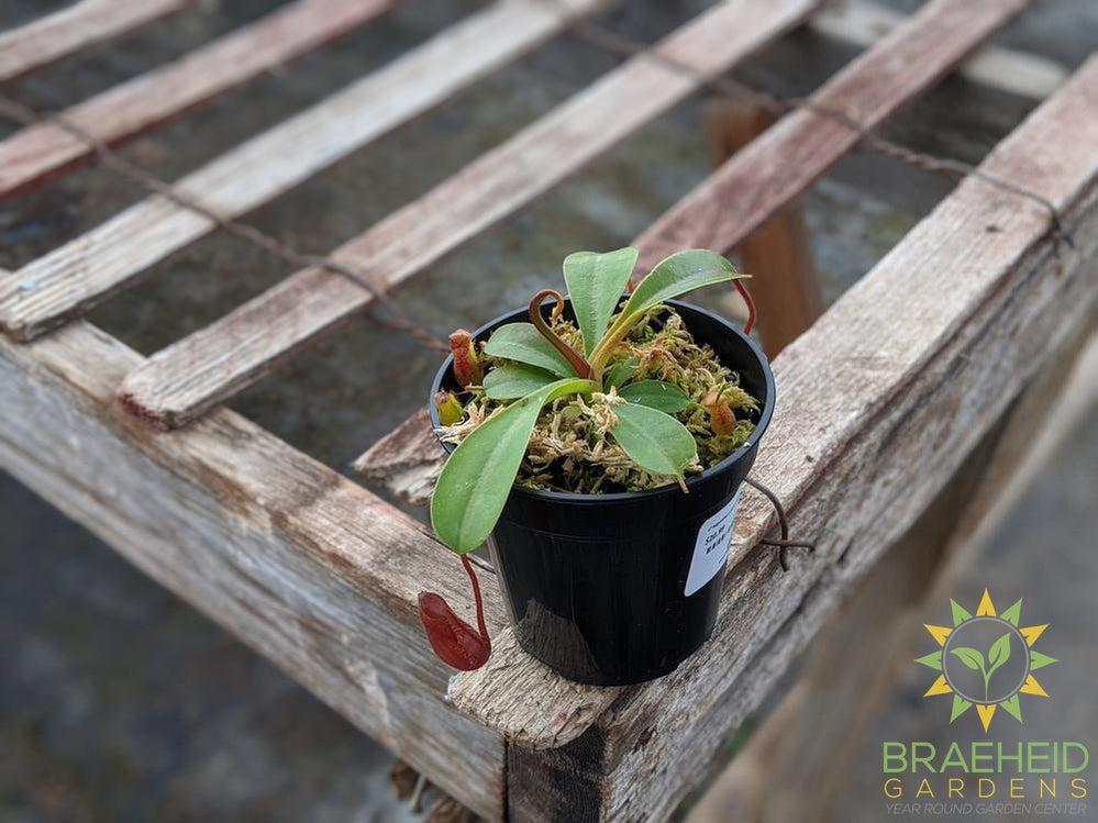 Nepenthes Lowii x Ventricosa Red Pitcher - Pitcher Plant
