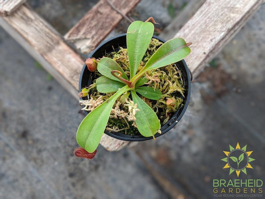 Nepenthes Lowii x Ventricosa Red Pitcher - Pitcher Plant