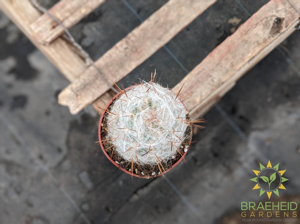 Cactus - Oreocereus Trollii