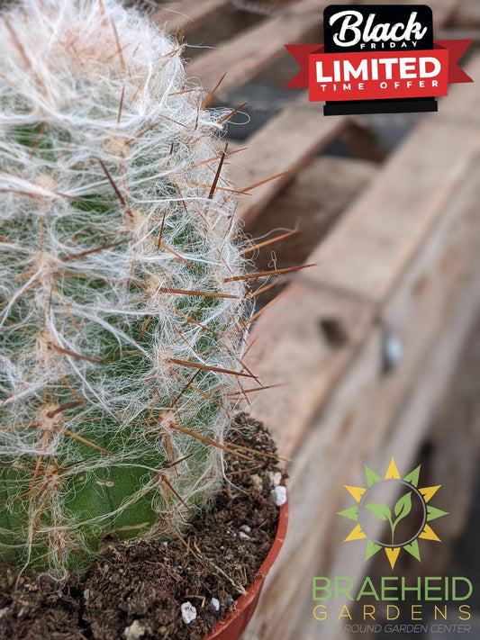 Cactus - Oreocereus Trollii