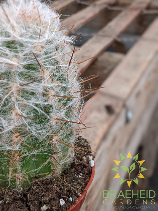 Cactus - Oreocereus Trollii