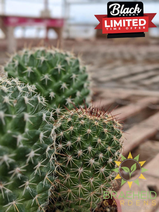 Cactus - Mammillaria Mystax