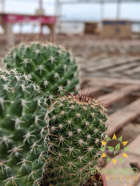 Cactus - Mammillaria Mystax