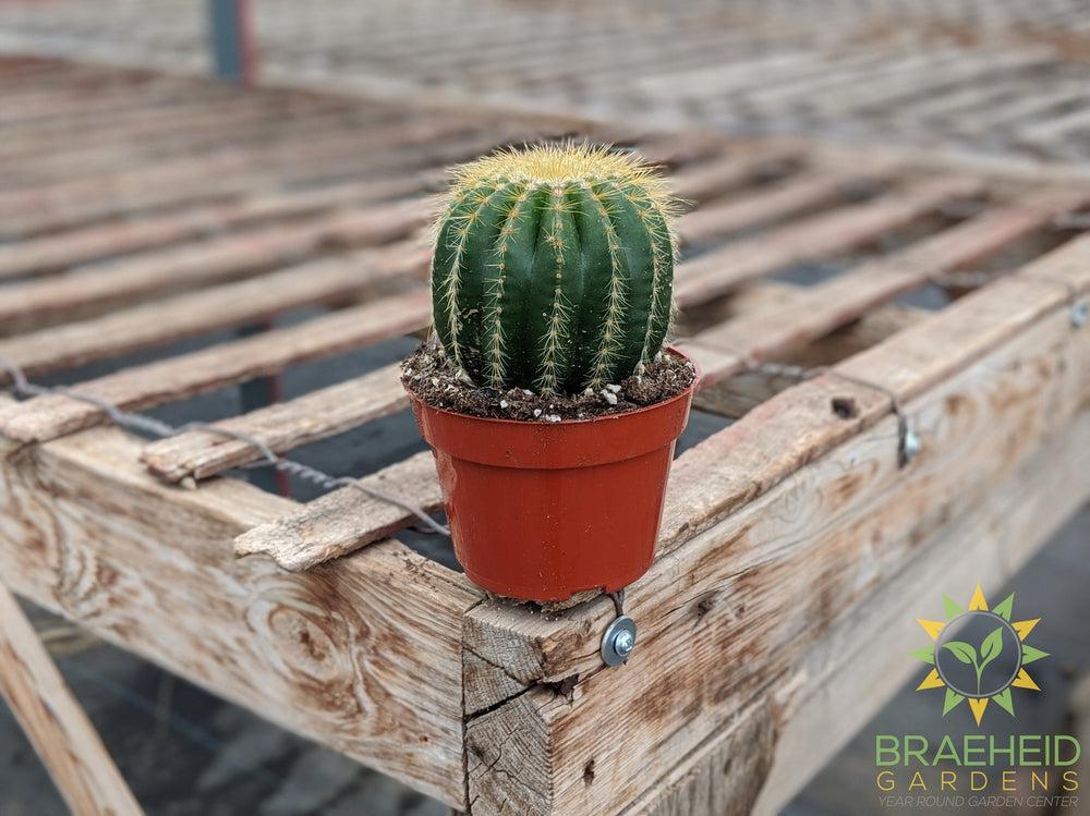 Cactus - Parodia Warasii