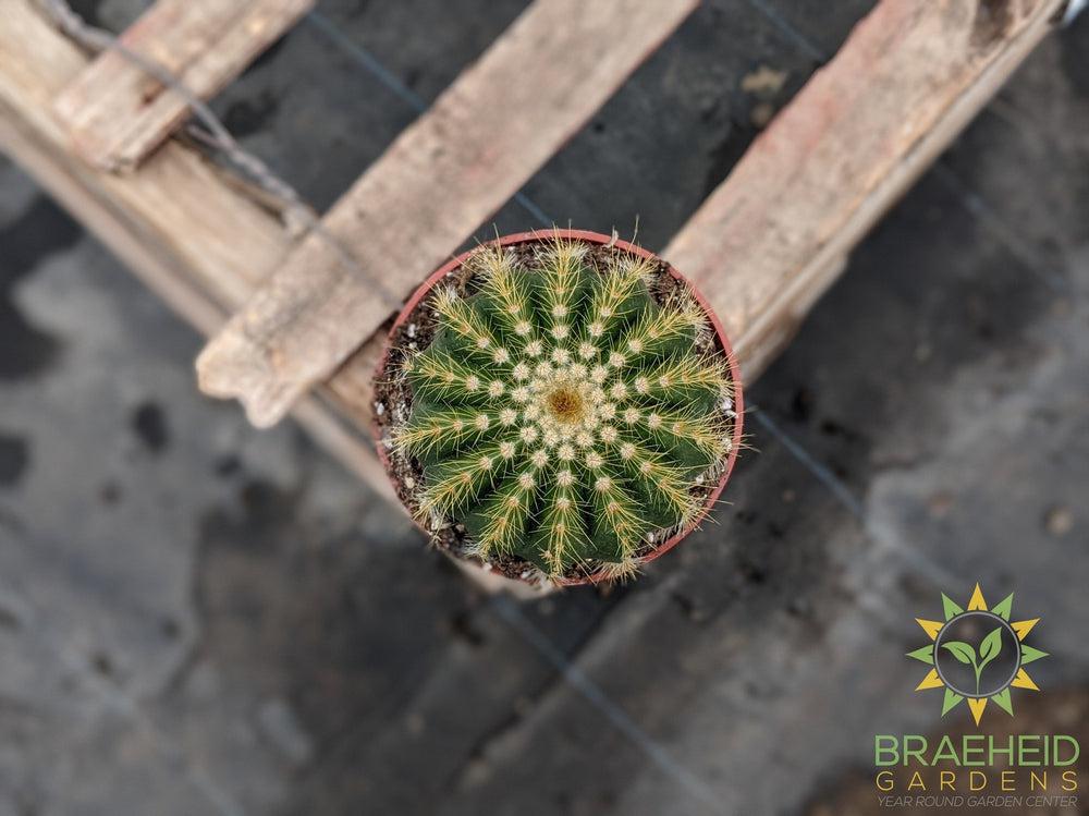 Cactus - Parodia Warasii
