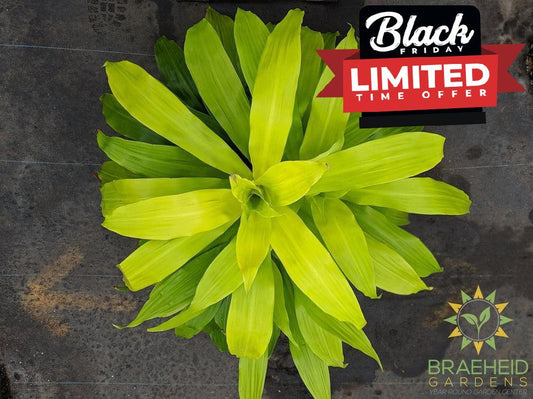 Large Dracaena Limelight - No Ship -