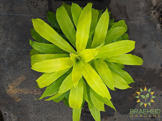 Large Dracaena Limelight - No Ship -
