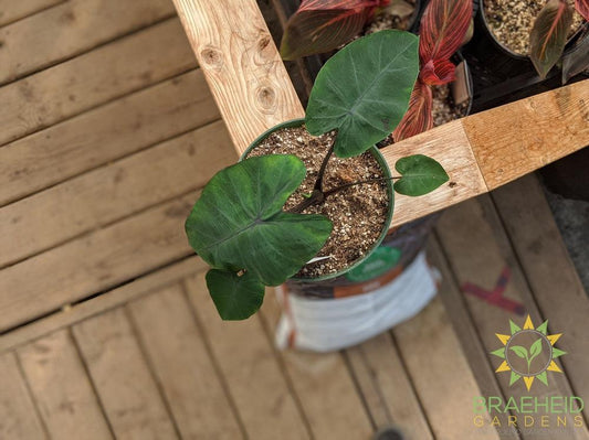 Colocasia Esculenta 'Heart of the Jungle'