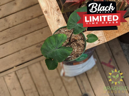 Colocasia Esculenta 'Heart of the Jungle'