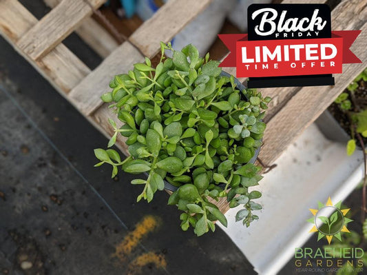 Cliff Cotyledon Pendens