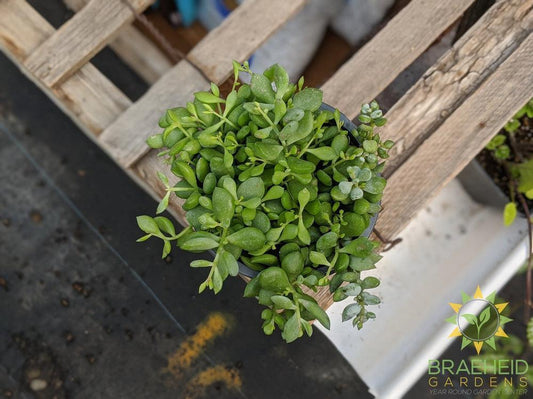 Cliff Cotyledon Pendens