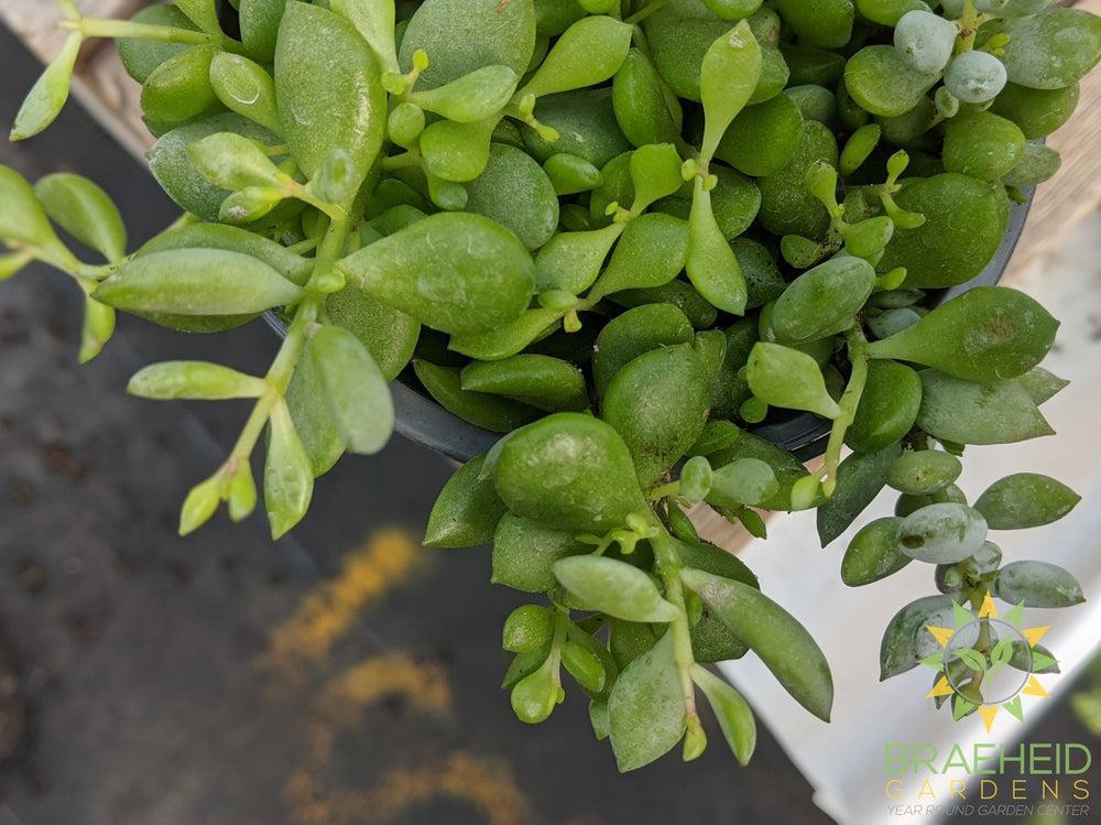 Cliff Cotyledon Pendens