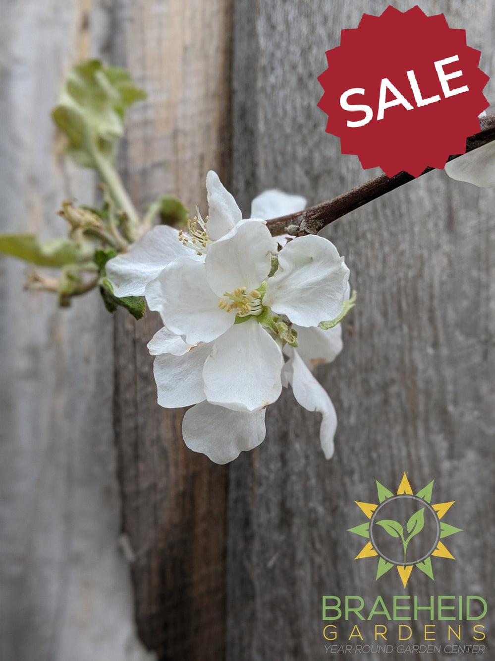Battleford Apple- Tree for sale, Grown in Grande Prairie -Braeheid Gardens Ltd. on Emerson Trail