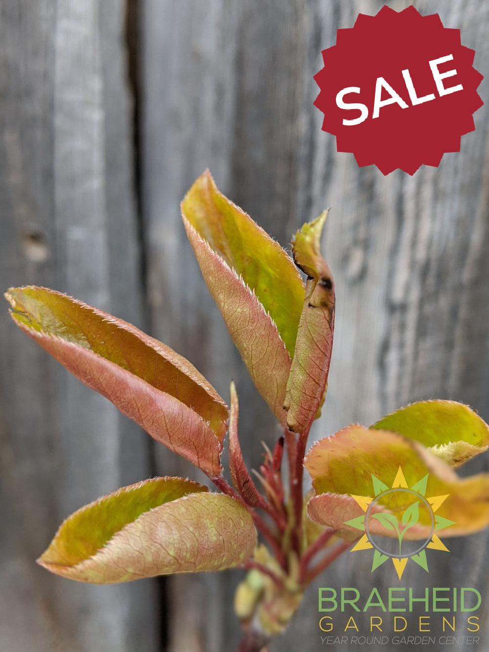 Golden Spice Pear- Tree for sale, Grown in Grande Prairie -Braeheid Gardens Ltd. on Emerson Trail