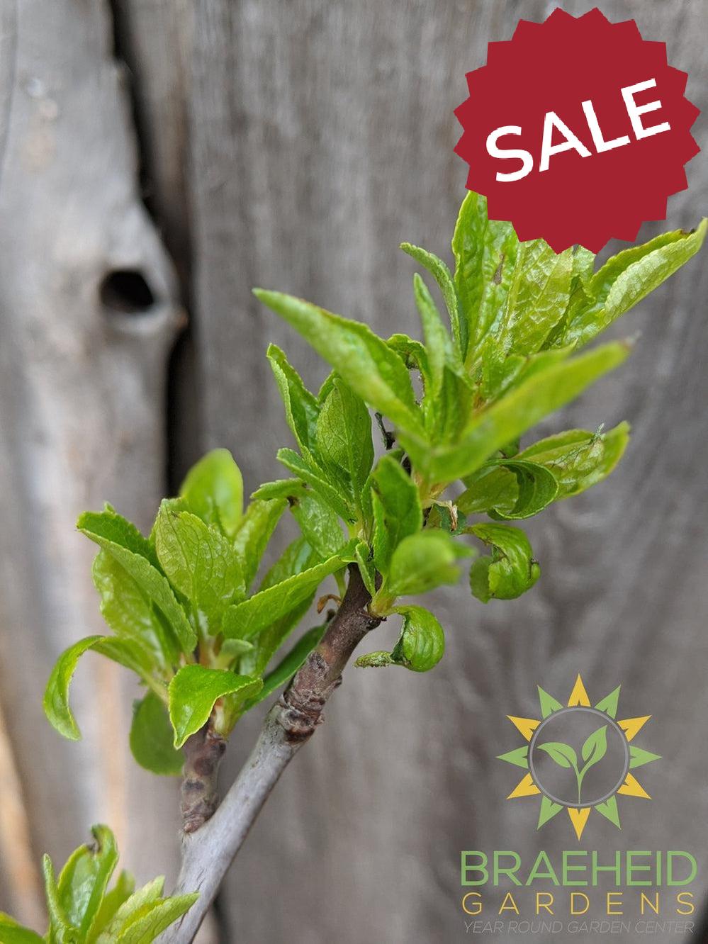 Mount Royal Plum- Tree for sale, Grown in Grande Prairie -Braeheid Gardens Ltd. on Emerson Trail
