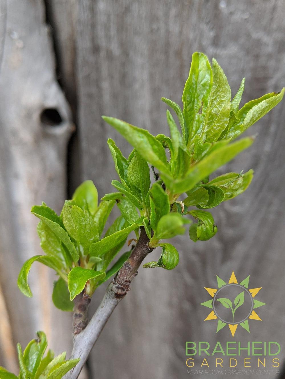 Mount Royal Plum- Tree for sale, Grown in Grande Prairie -Braeheid Gardens Ltd. on Emerson Trail