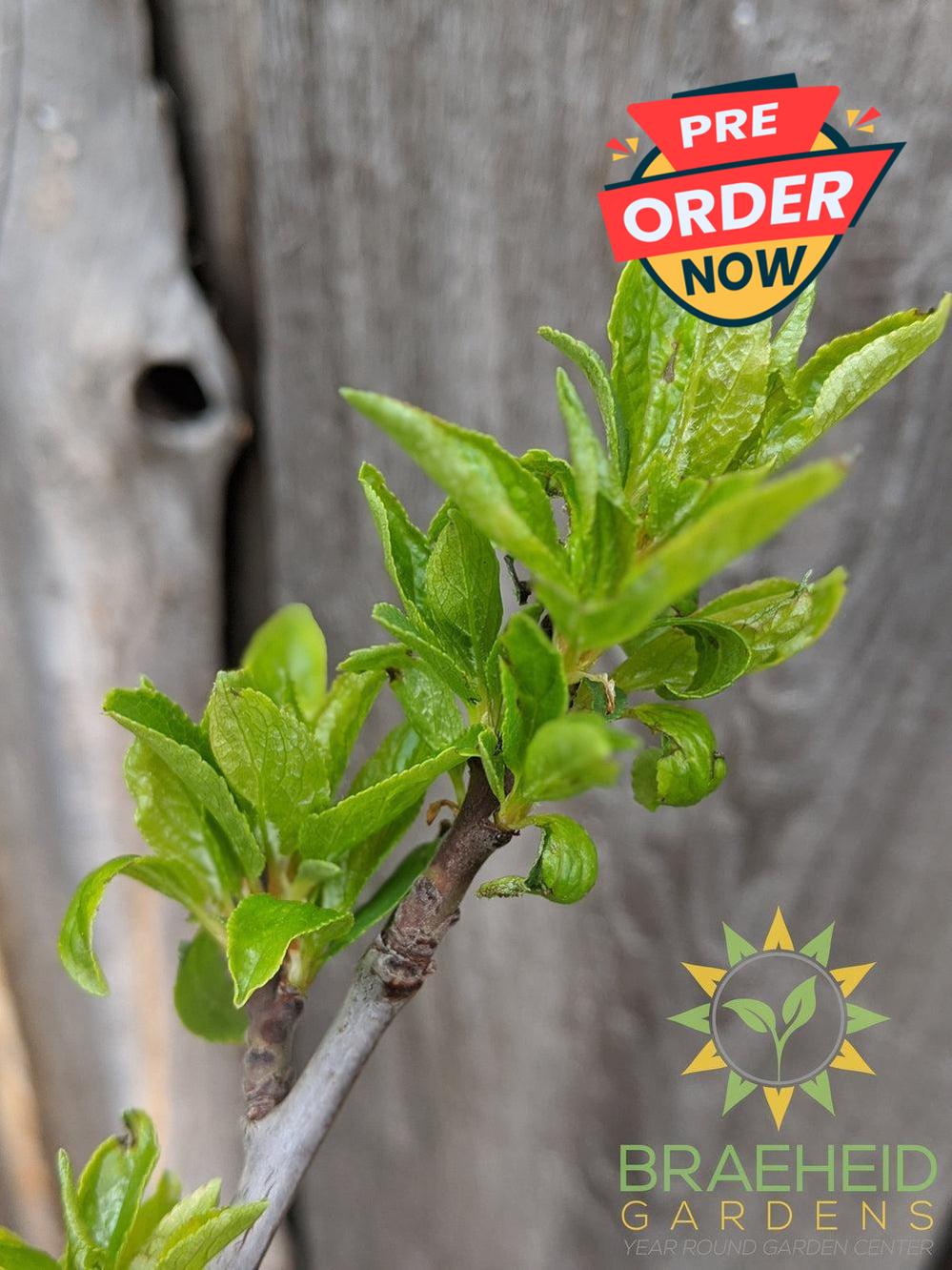 Mount Royal Plum- Tree for sale, Grown in Grande Prairie -Braeheid Gardens Ltd. on Emerson Trail