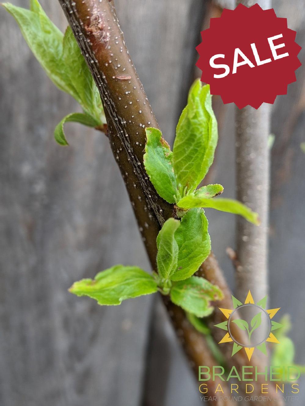 Pembina Plum- Tree for sale, Grown in Grande Prairie -Braeheid Gardens Ltd. on Emerson Trail