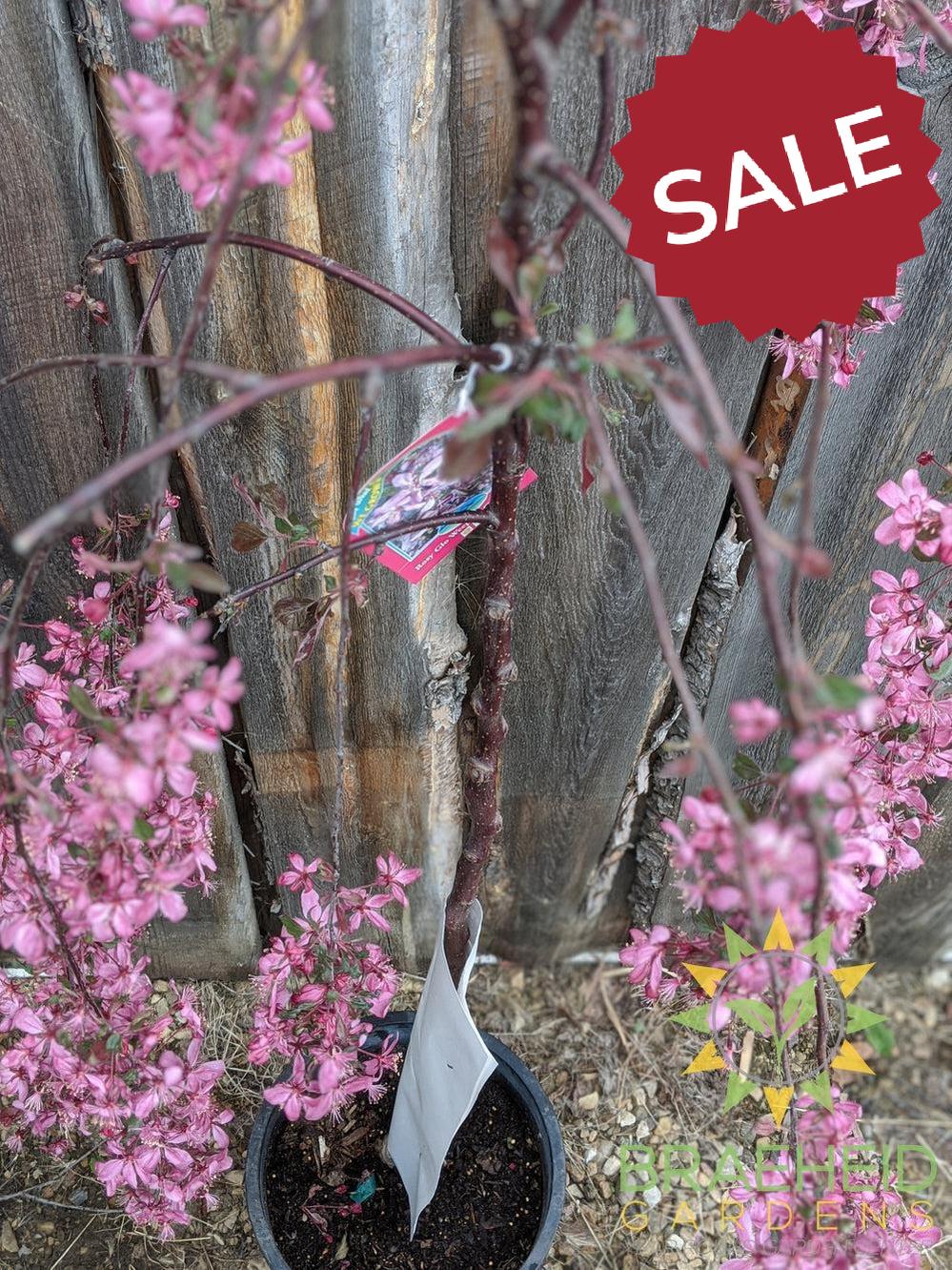 Rosy Glo Weeping Crabapple- Tree for sale, Grown in Grande Prairie -Braeheid Gardens Ltd. on Emerson Trail